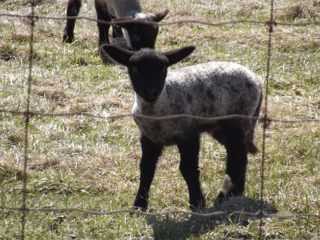 Spring lamb Stittsville, Ontario Canada