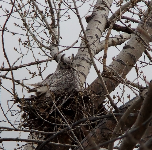 nesting owl Fauquier, British Columbia Canada