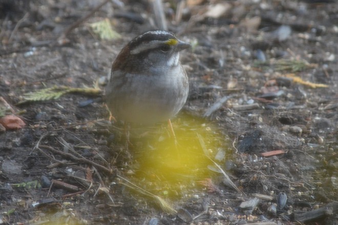 White throat Sparrow! St. Catharines, Ontario Canada