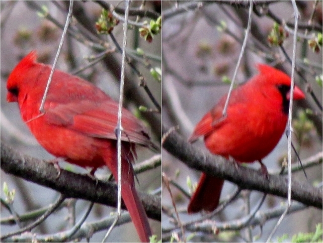 Peek A Boo Cardinals London, Ontario Canada