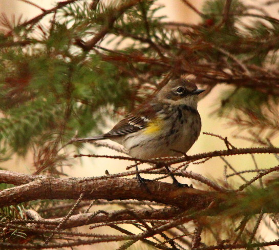Female Yellow-rumped Warbler Downsview, Ontario Canada