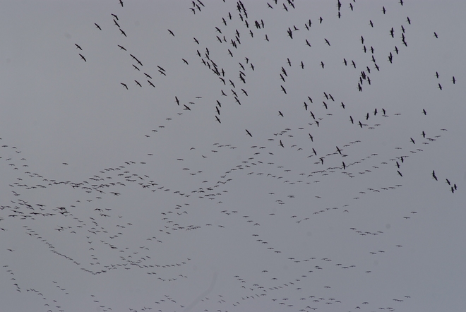 Reoriented Cranes: Migration Resumes Leduc, Alberta Canada
