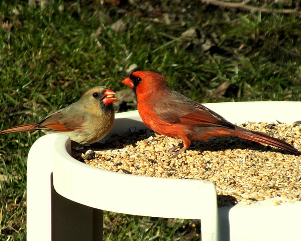 Cardinals Georgetown, Ontario Canada