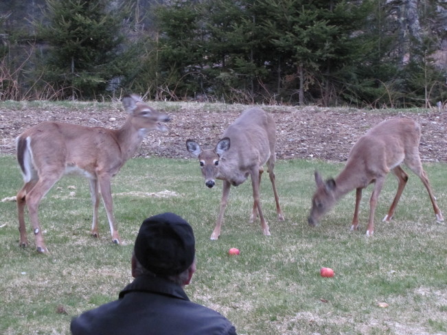 Deer Apple Scramble Sherbrooke, Nova Scotia Canada