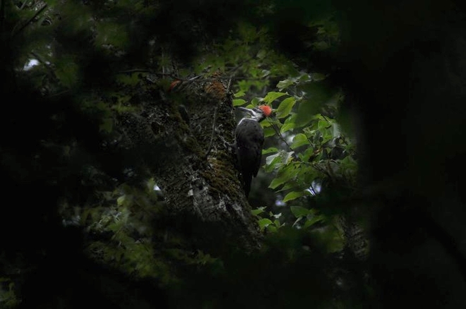 Woodpecker Ottawa, Ontario Canada