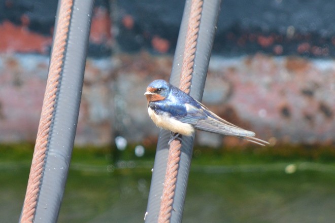 Barn swallow! St. Catharines, Ontario Canada