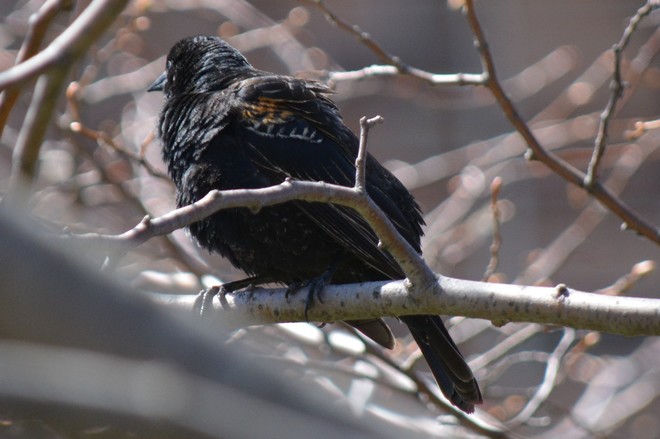 Female Red Winged Blackbird! St. Catharines, Ontario Canada