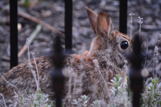 Cottontail Rabbit! St. Catharines, Ontario Canada