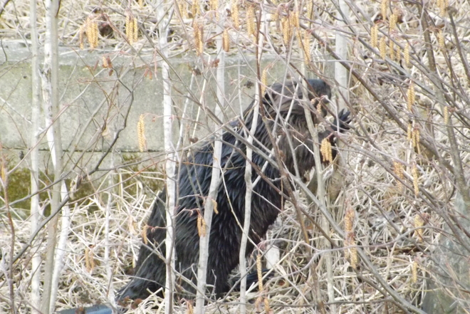 BEAVER CHEWING DOWN A TREE Thunder Bay, Ontario Canada