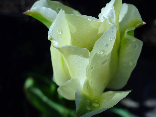 Tulip opens to the rain Royston, British Columbia Canada