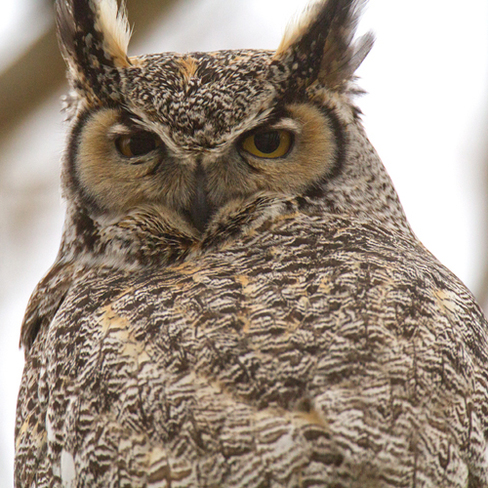 Great Horned Owl Lomond, Alberta Canada
