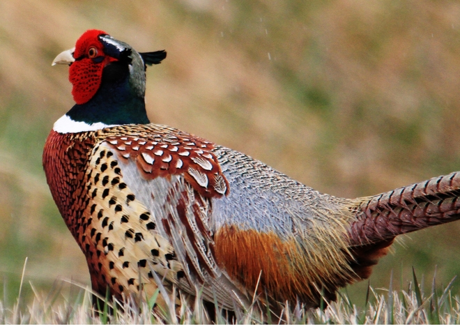 pheasant Brooks, Alberta Canada