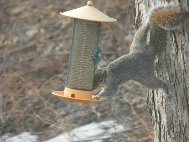 Squirrel doing acrobatics Fredericton, New Brunswick Canada