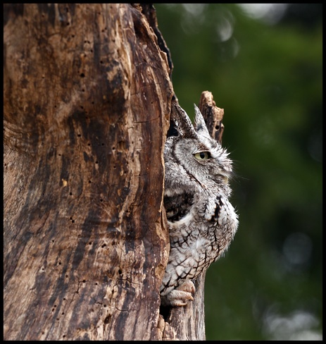 Screech Owl Guelph, Ontario Canada