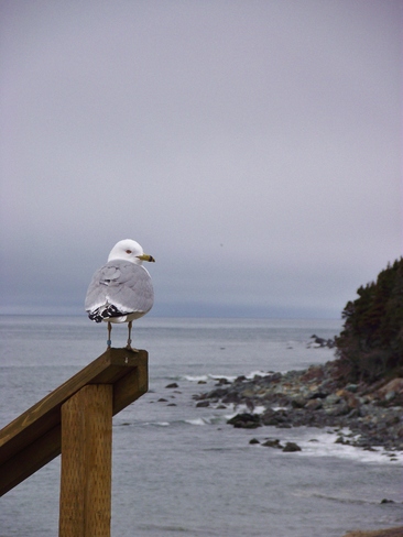 Foggy Evening Seagull Conception Bay South, Newfoundland and Labrador Canada