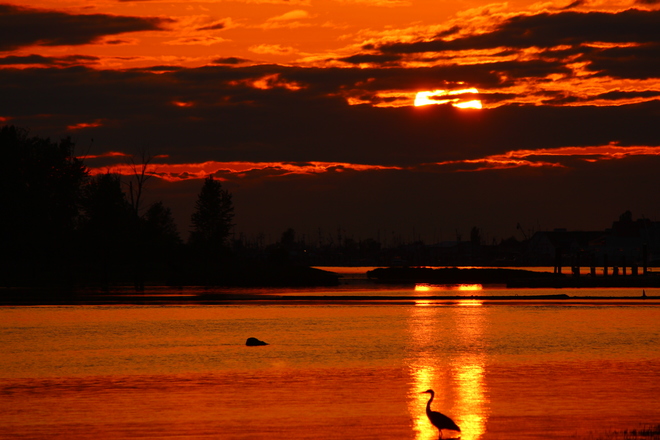 mayo de cinco sunset Richmond, British Columbia Canada