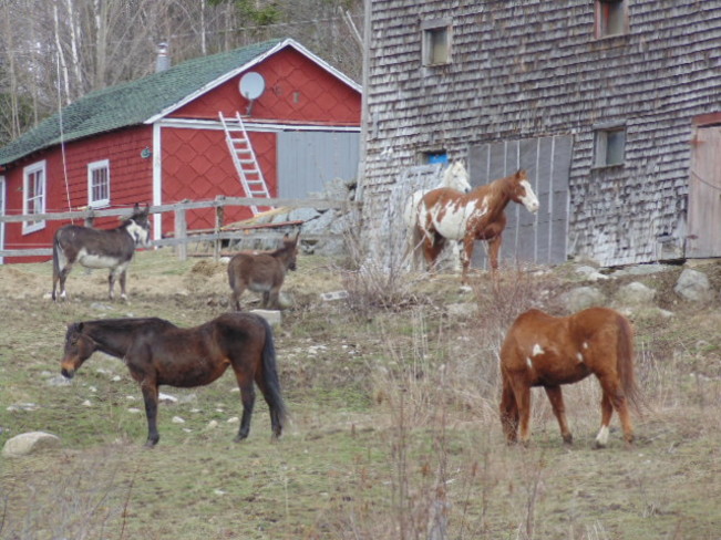 4 horses 2 mules Rothesay, New Brunswick Canada