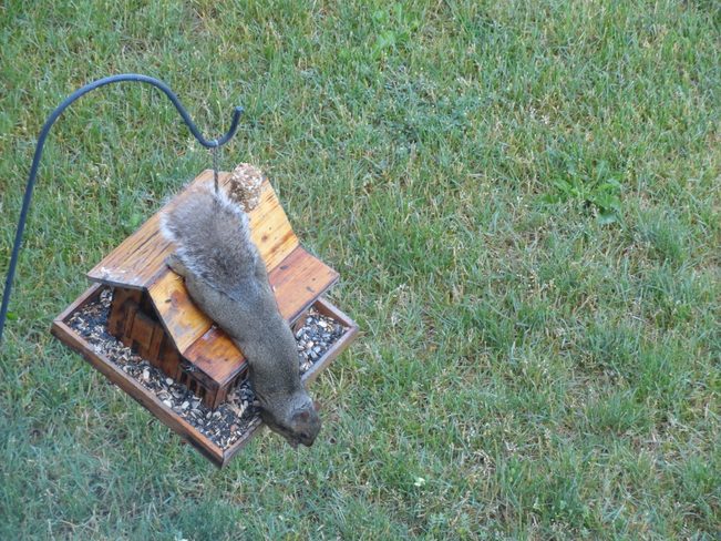 Squirrel doing the 'Mission Impossible' 