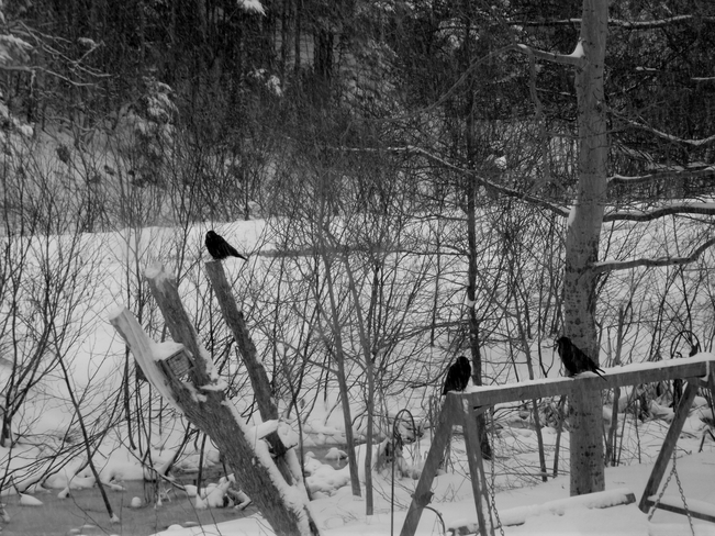Snow and Crows Cottlesville, Newfoundland and Labrador Canada