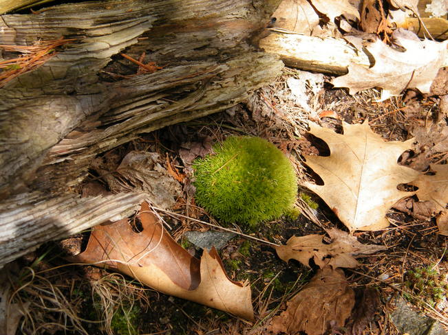 mossy pincushion Ripon, Quebec Canada