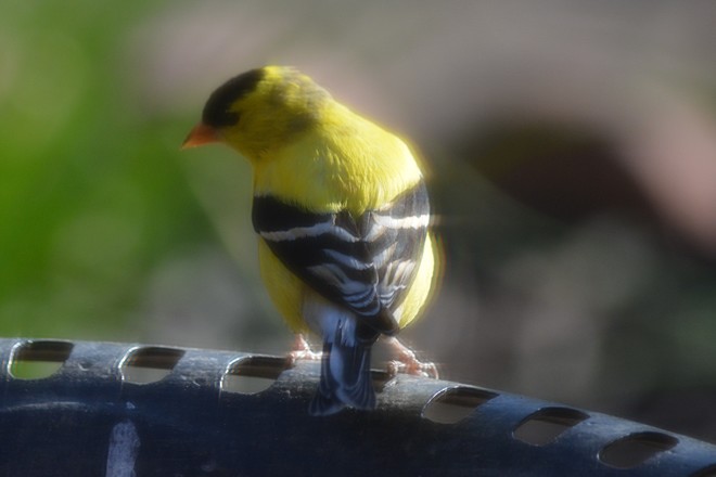 Goldfinch! St. Catharines, Ontario Canada