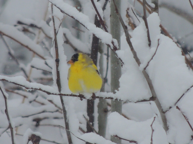 American Gold Finch: Snow Day! Lewisporte, Newfoundland and Labrador Canada
