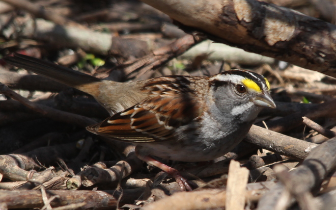Yellow-eyebrowd Sparrow Fergus, Ontario Canada