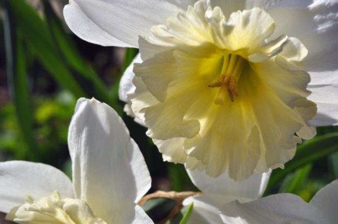 Narcissus Erin, Ontario Canada