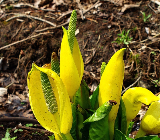 Spring Lilly Scarborough, Ontario Canada