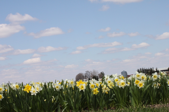 Daffodils Burgessville, Ontario Canada