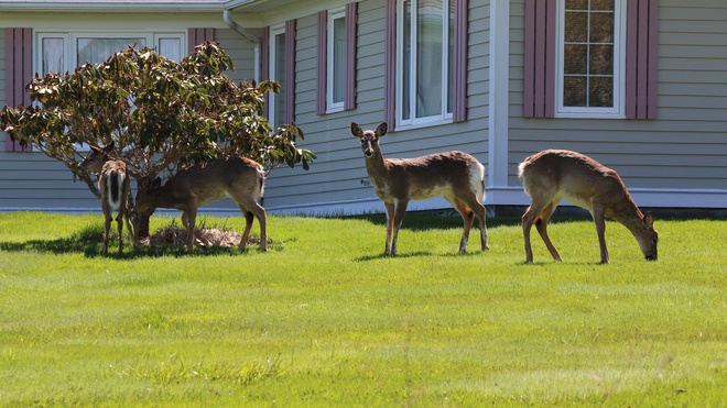 Oh Deer! Peggy's Cove, Nova Scotia Canada