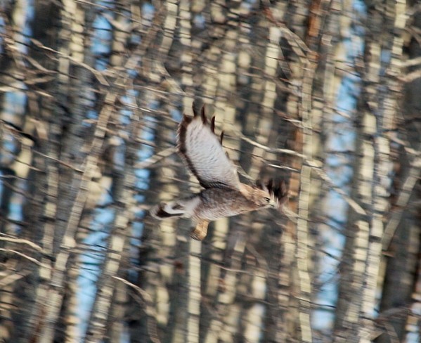 Broad-winged hawk.Beautiful Calgary, Alberta Canada