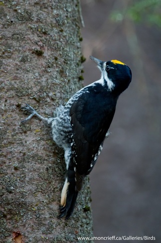 Black-backed Woodpecker Ottawa, Ontario Canada