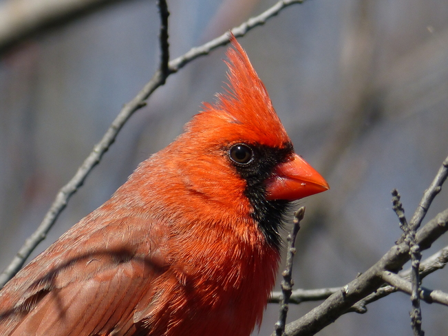 Male Cardinal Ottawa, Ontario Canada