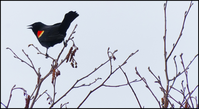 Sheriff Creek, red-winged blackbird. Elliot Lake, Ontario Canada