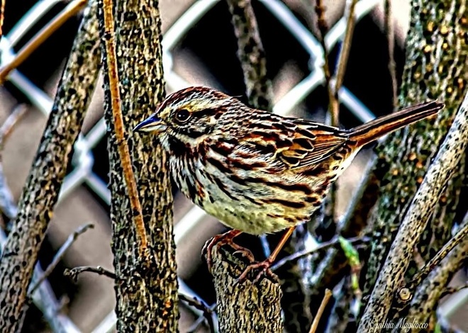 backyard sparrow 3 Pierrefonds, Quebec Canada