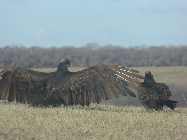 Turkey Vulture Aberdeen, Saskatchewan Canada