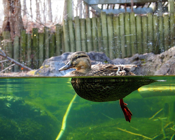 Floating Duck ( Toronto Zoo ) Scarborough, Ontario Canada
