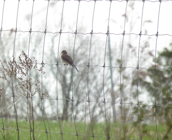 Bird on a Wire Harwood, Ontario Canada