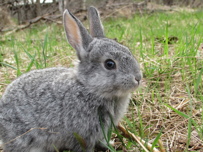 Rabbit in the Woods Nepean, Ontario Canada