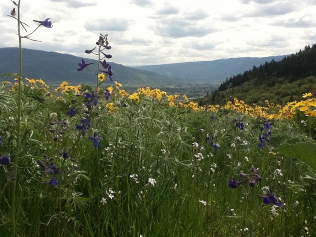 meadow of Spring wildflowers South Vernon, British Columbia Canada