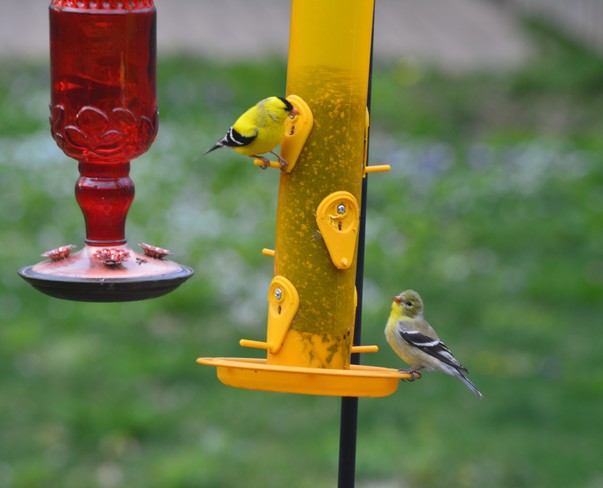 American Goldfinches! St. Catharines, Ontario Canada