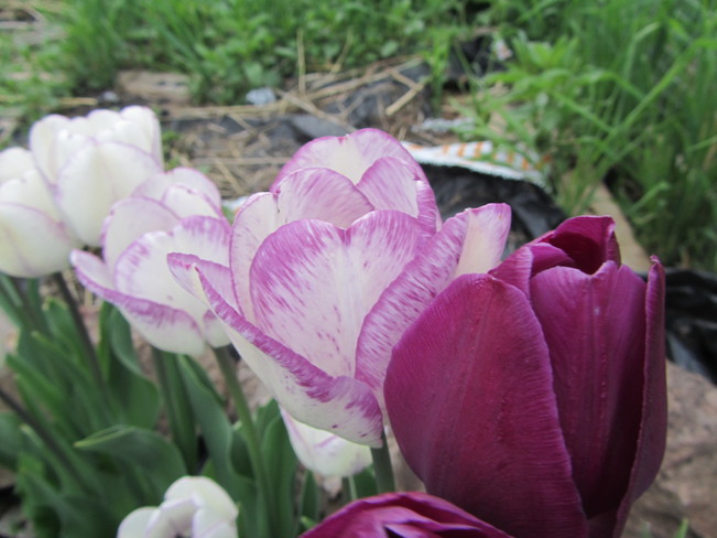 spring tulips Vernon, British Columbia Canada