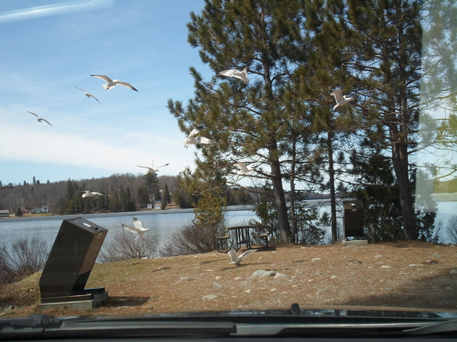 Sea Gulls/in Flight/3 in a row/E.L Elliot Lake, Ontario Canada