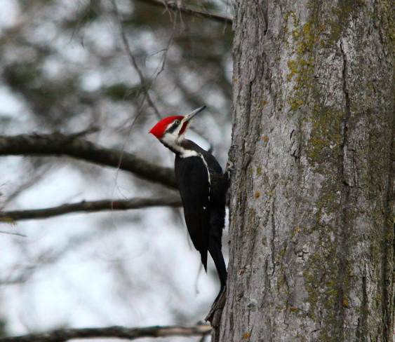 Pileated Woodpecker Richmond Hill, Ontario Canada