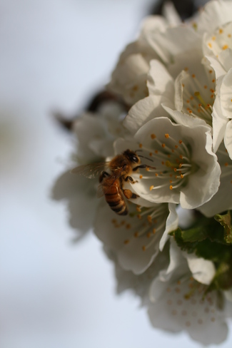 Bee Season Niagara Falls, Ontario Canada
