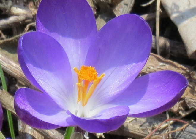 purple Guelph, Ontario Canada