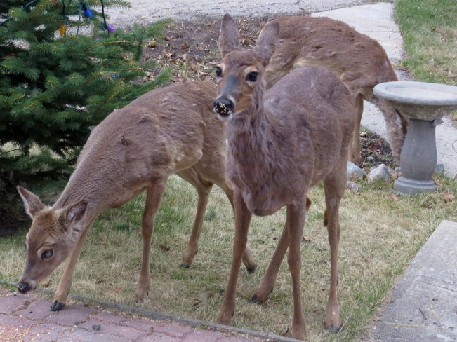 Family of deer Winnipeg, Manitoba Canada