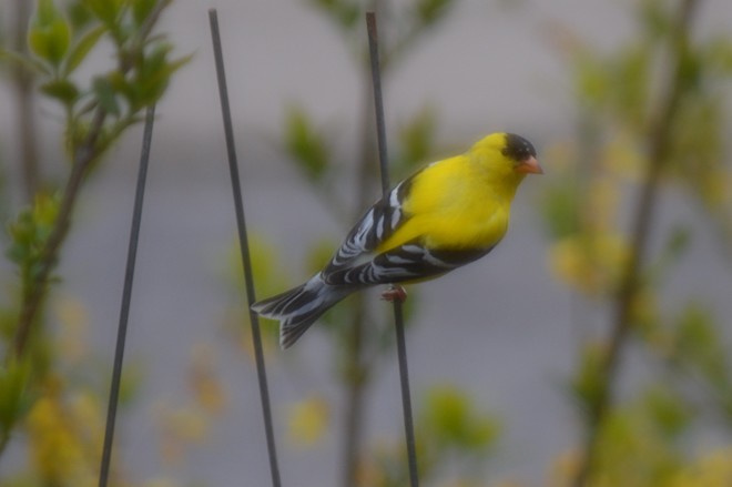 American Goldfinch! St. Catharines, Ontario Canada