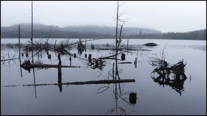 Sheriff Creek, wet foggy day at the pond. Elliot Lake, Ontario Canada